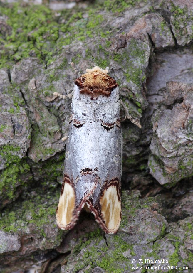 vztyčnořitka lipová, Phalera bucephala (Motýli, Lepidoptera)